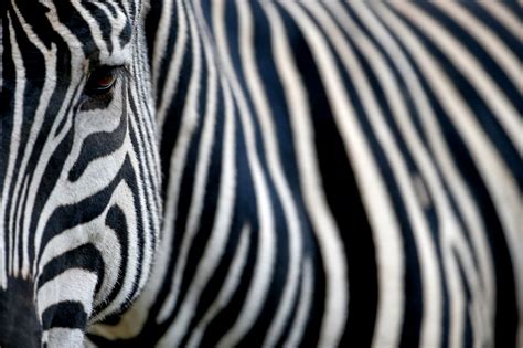 Zebra Stripe Pattern Printable