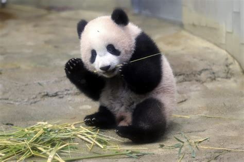 Adorable footage shows baby panda Xiang Xiang's debut appearance at ...