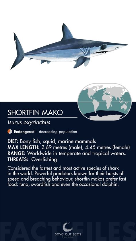 Shortfin Mako shark - Save Our Seas Foundation