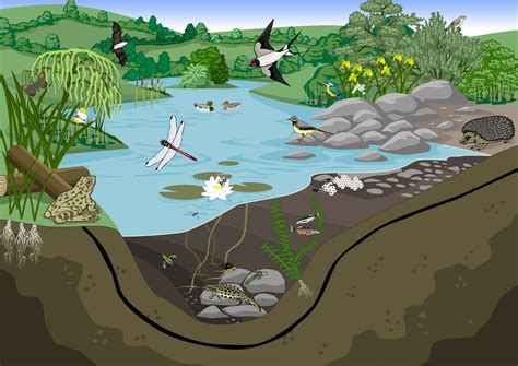 Building a Wildlife Pond on your Land - Farming for Nature