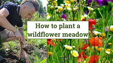 How to create a Wildflower Meadow: Wildlife Garden Design Guide ...