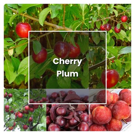 How to Grow Cherry Plum - Plant Care & Tips | NorwichGardener