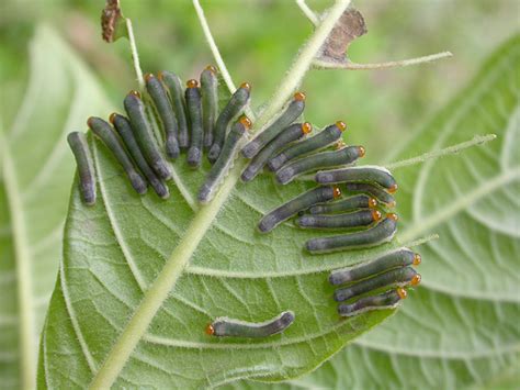 Social Sawflies