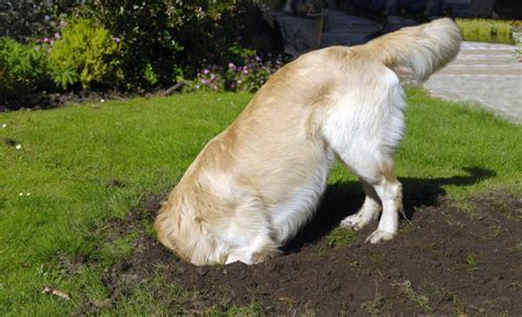 How To Stop Your Dog From Digging In The Backyard