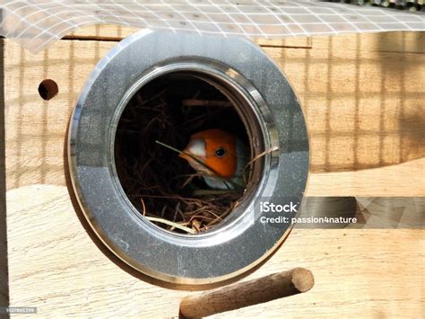 Lady Gouldian Finch Nesting In A Birdhouse Stock Photo - Download Image ...