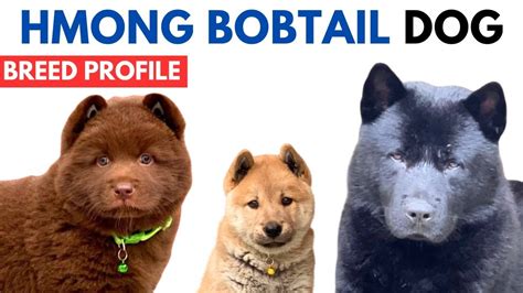 Dog Breed Hmong | Hmong Bobtail Dog Breed History, Price, Traits, Info ...