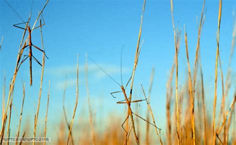 phasmatodea_1.jpg (640×395) | Insects, Phasmatodea