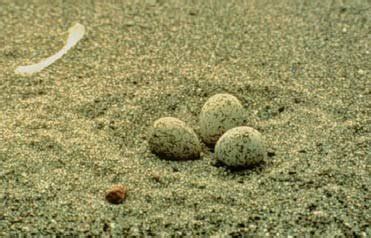 Snowy Plover eggs in a nest scrape. | Download Scientific Diagram