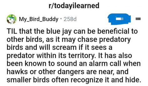 Meet The Blue Jay, A Bird That Sounds An Alarm Call When Hawks Or Other ...