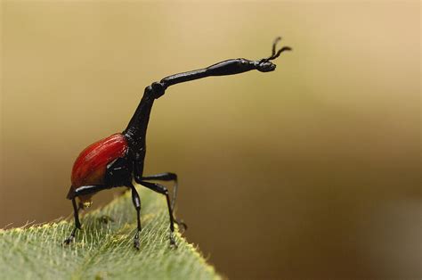 Giraffe Weevil Madagascar Photograph by Pete Oxford - Fine Art America