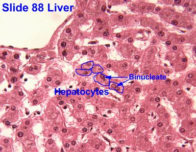 Liver Gall bladder Pancreas