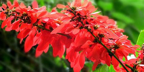 The Chaconia – Trindad & Tobago’s National Flower - Trinidad and Tobago ...