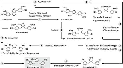 Pathways for mammalian lignans synthesis from plant lignans. Numbers ...