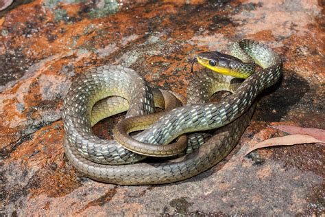 Common or green tree snake - BrisBay SnakeCatchers - Brisbane