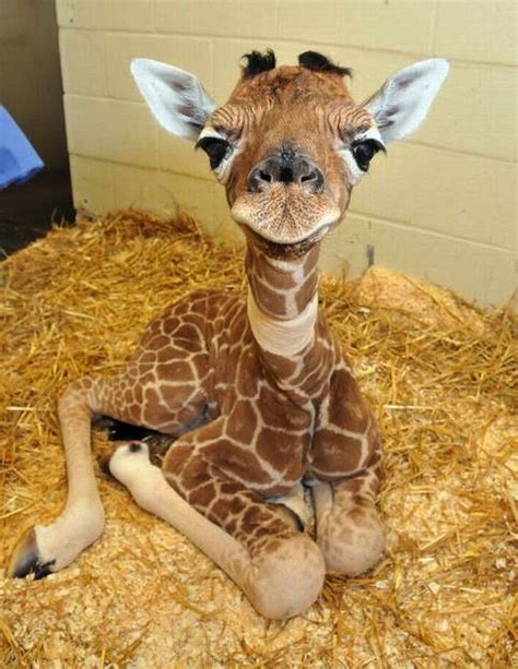 cute baby giraffes - Google Search | Cute Animals | Pinterest ...