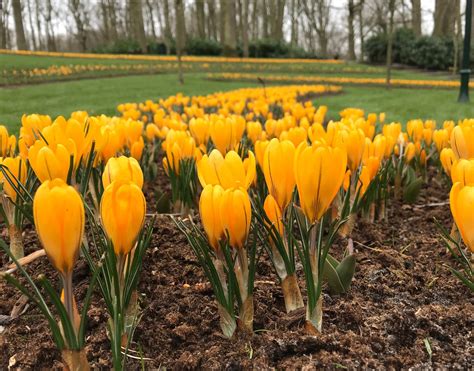 Crocus 'Yellow' bulbs — Buy online at Farmer Gracy UK