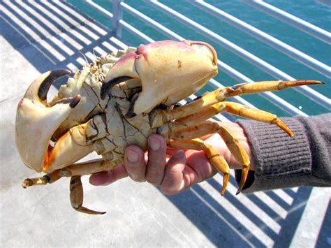 Yellow Crab aka Yellow Rock Crab - Pier Fishing in California