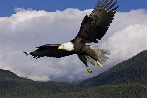 Eagle Flying In Sunlight Photograph by John Hyde - Printscapes