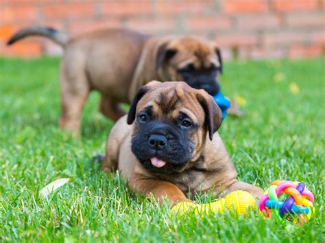 Bullmastiff puppies - Care, training and more | Pawzy