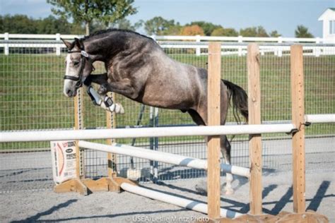 Hanoverian Horse Jumping