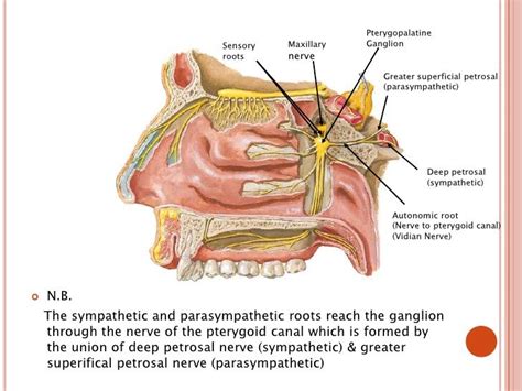 pterygopalatine ganglion