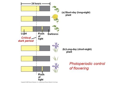 Plants respond to a wide variety of stimuli other than light