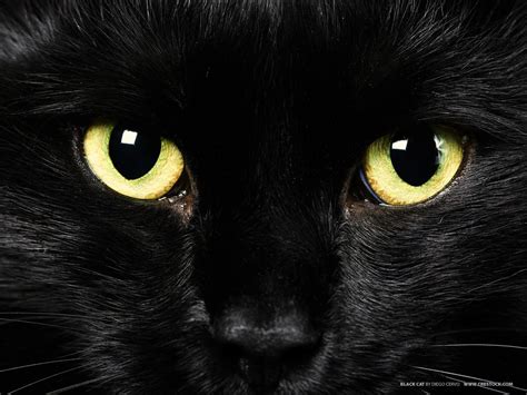 Wallpapers Black Cat - Wallpaper Cave