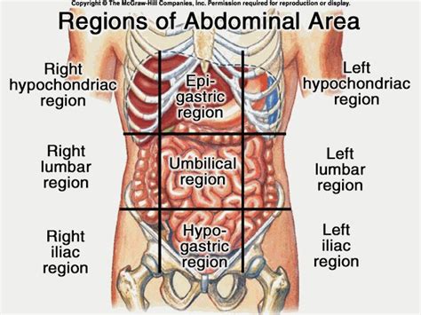 9 Abdominopelvic Regions | Human body anatomy, Body anatomy, Anatomy organs