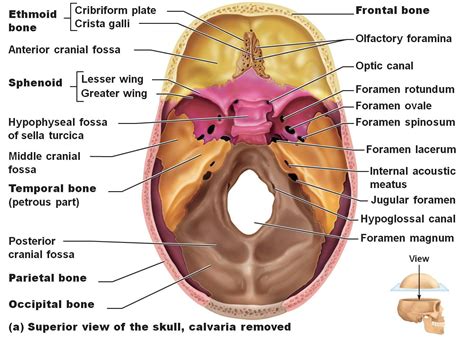 Sphenoid Bone - Location, Function and Anatomical Structure