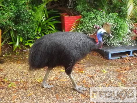 Cassowary by pfgun0 on DeviantArt