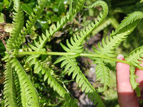 orlando, Florida, are these 2 ferns native? pulling out the boston fern ...