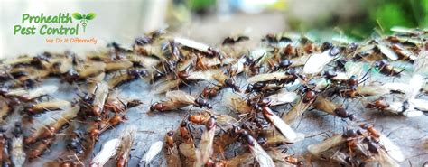 Flying Termite Treatment: How to Deal with Flying Termites