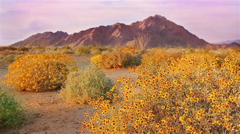 Bing HD Wallpaper May 3, 2024: The Sonoran Desert, Arizona, USA - Bing ...