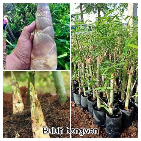 Anak pokok buluh bongwan, lemak gajah dan buluh betung | Shopee Malaysia