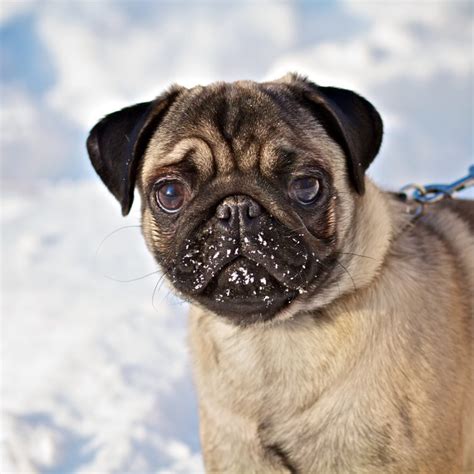 Snow Pug | Kooky Pugs