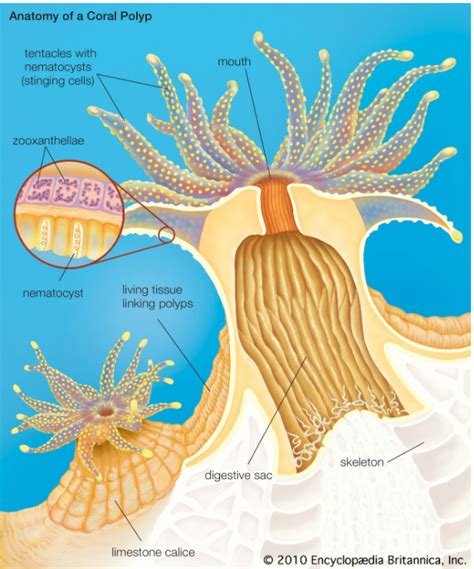 The White Reef: Earth’s Fading Corals