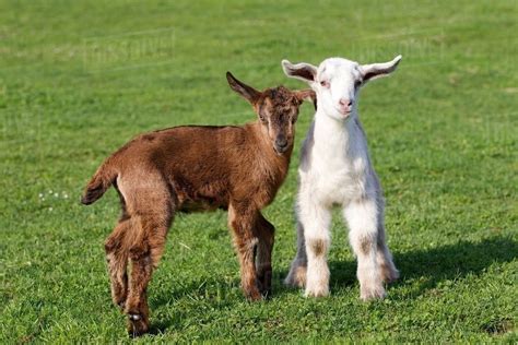 Two goat kids in field - Stock Photo - Dissolve