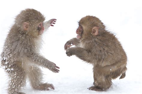 Snow Monkeys live in Jigokudani,Nagano prefecture. | Snow monkey ...