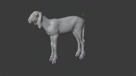 3D Model | Young Assaf Sheep Animated | VFX Grace