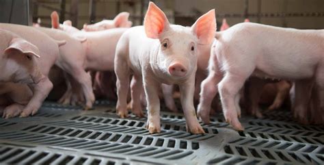 Improving Swine Production Air Quality - Foundation for Food ...