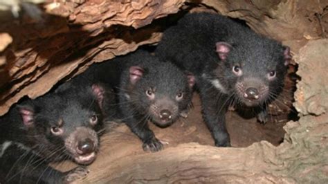 7 Tasmanian devil cubs born in Australia; believed to be extinct in the ...