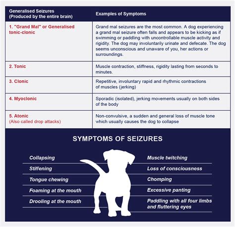 What Causes A Focal Seizure In Dogs