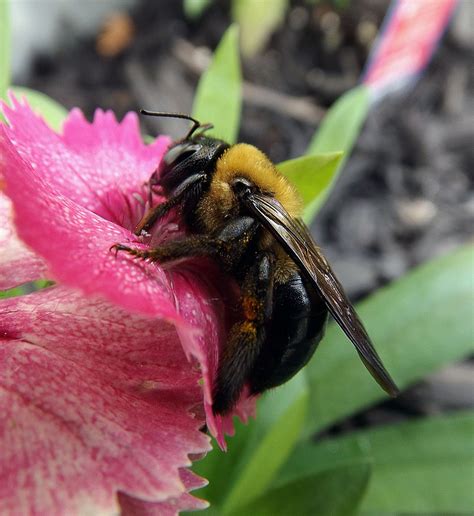 Bee pollinating flower in resting position from my garden bed ...