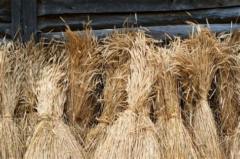 Sheaves of wheat | Stock Photo | Colourbox