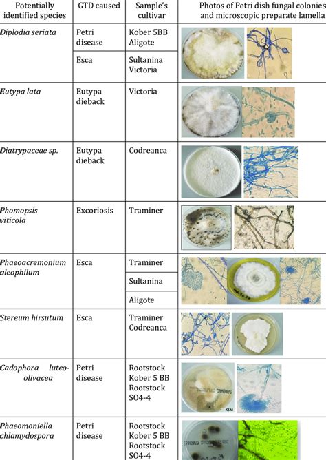 The fungal pathogens' localization and their identification based on ...