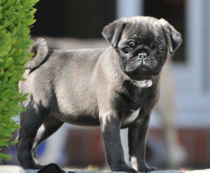 Pin on Silver & Apricot Pug Puppies