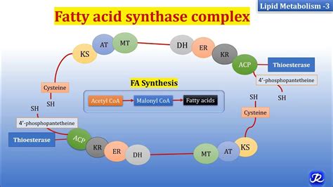 3: Fatty acid synthase complex | Lipid Metabolism-3 | Biochemistry | N ...