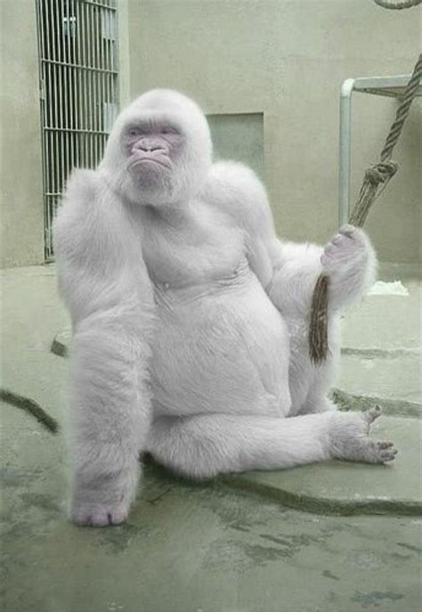 Snowflake ~ Albino Gorilla ~ Barcelona Zoo, Catalonia, Spain ~ 1964 ...