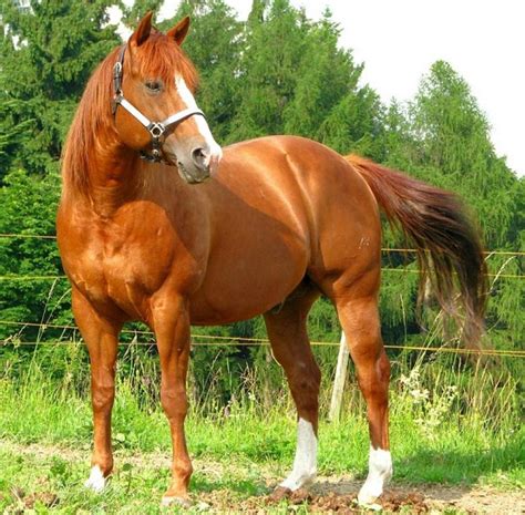 American Quarter Horse Breed Information, History, Videos, Pictures