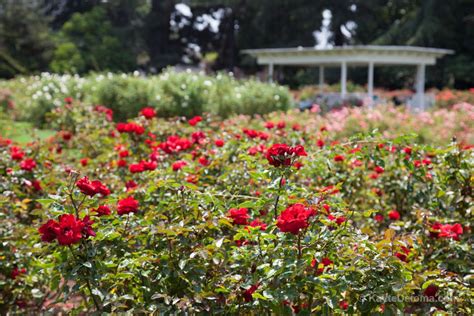 Visiting Exposition Park Rose Garden in Los Angeles